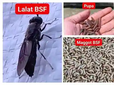 edukasi sampah organik - Program CSR Lingkungan - workshop pelatihan maggot